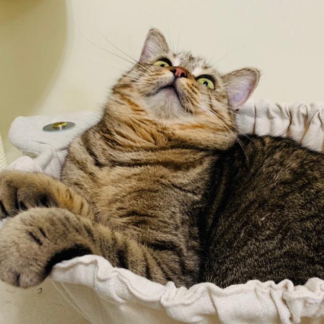 多多吃了没🐱
