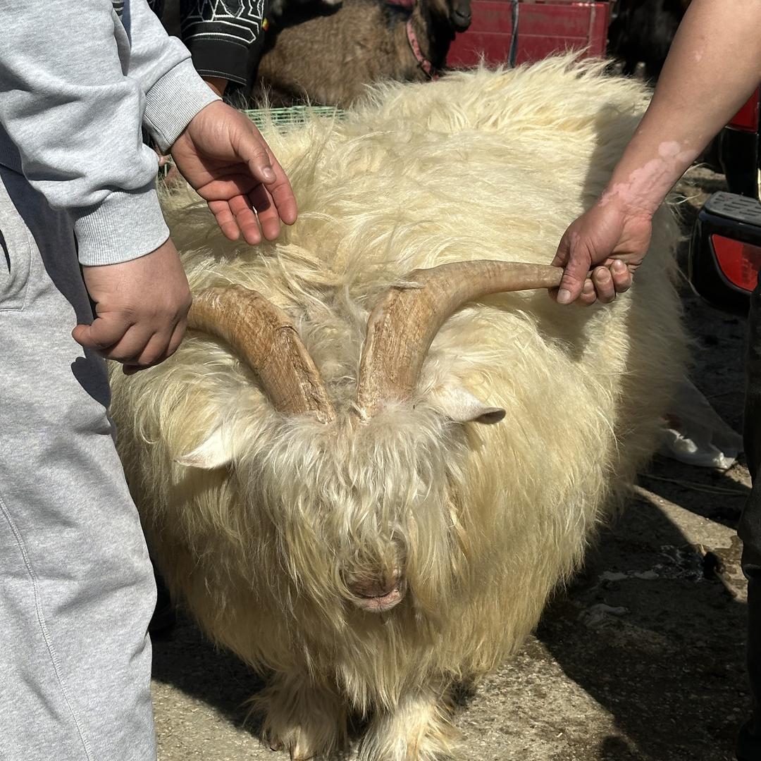 盖州市小石棚仲有绒山羊养殖专业合作社