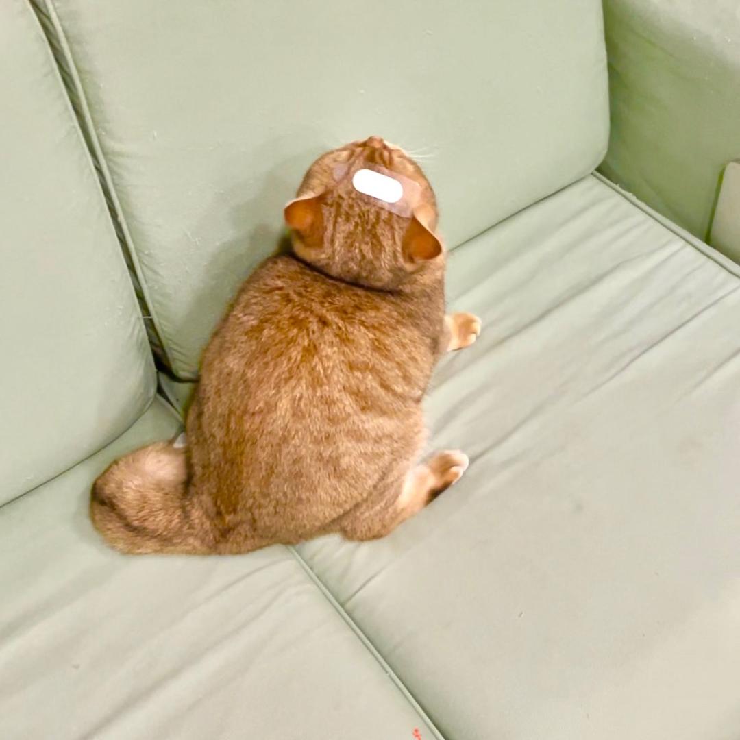 佩奇奇