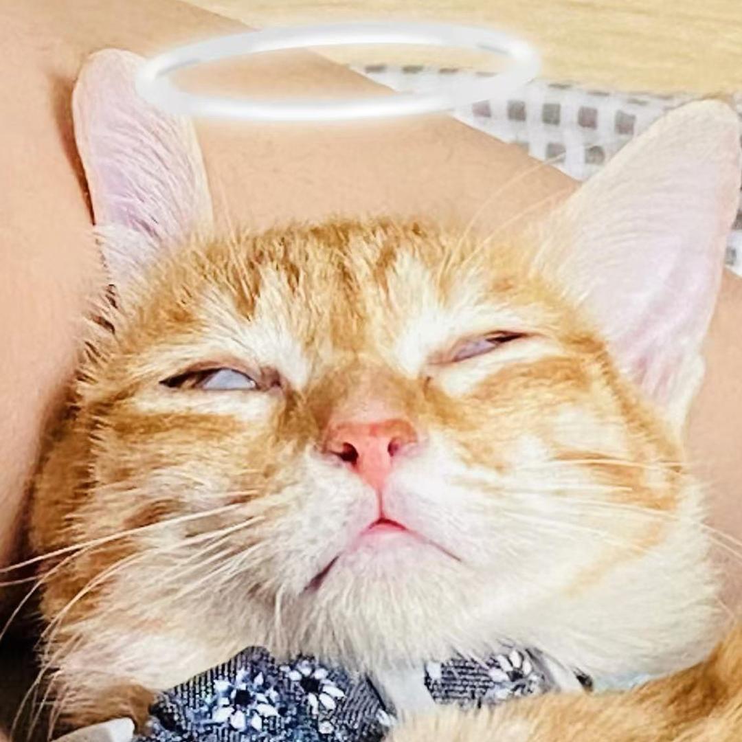 天气之橘🐱