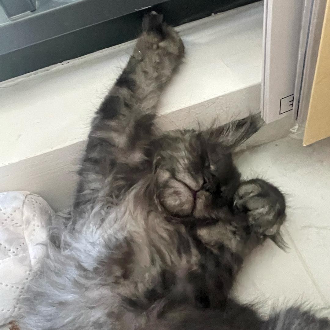 墩霸萌宠集合店