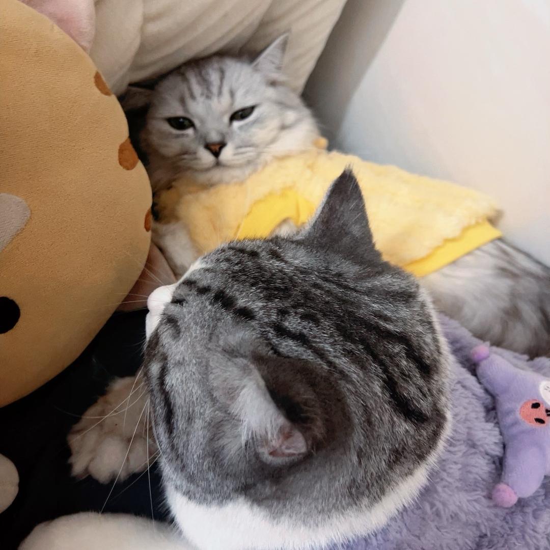 香菜.咪咪成长记🐾