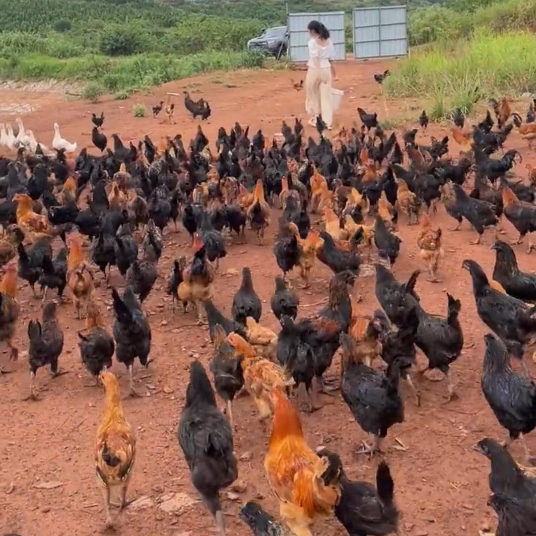 养鸡好帮手-大美