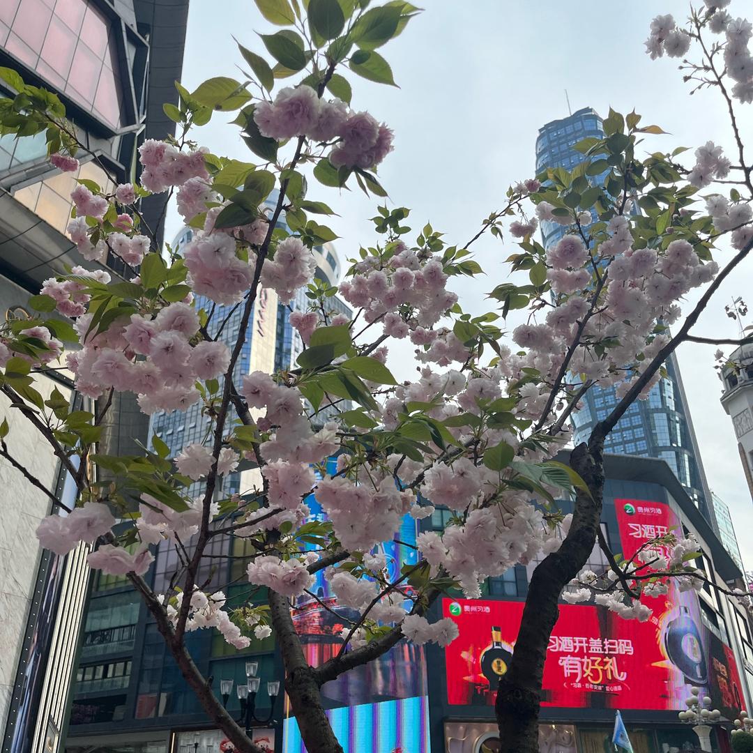 鲜果园（揽江阁店）