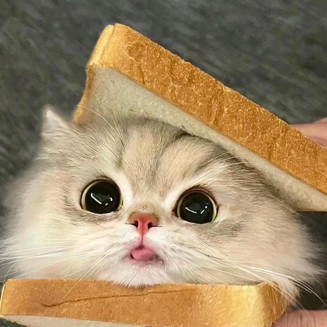 鲜掌盟听屿宠物专卖店