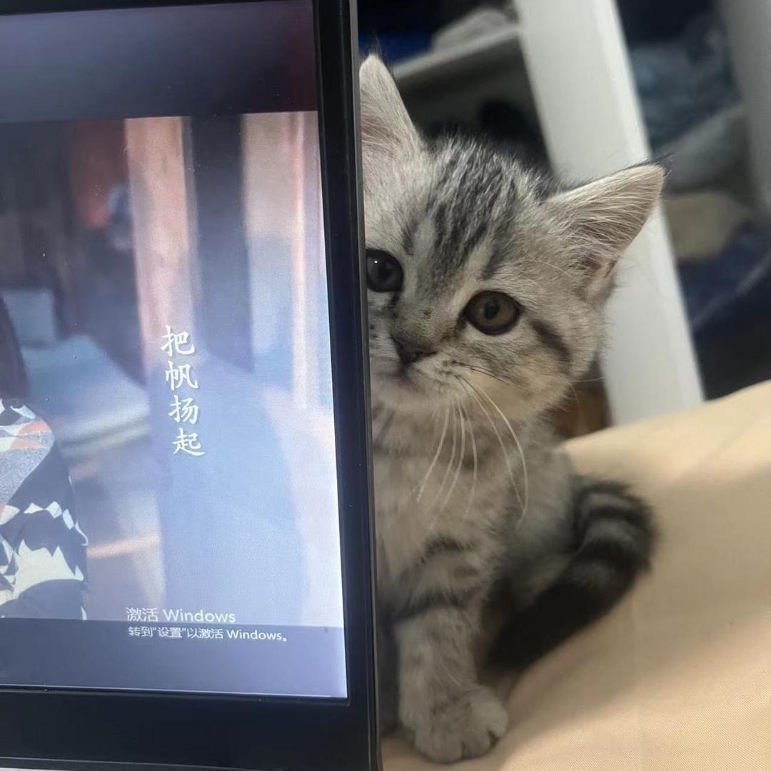 遇见萌宠宠物