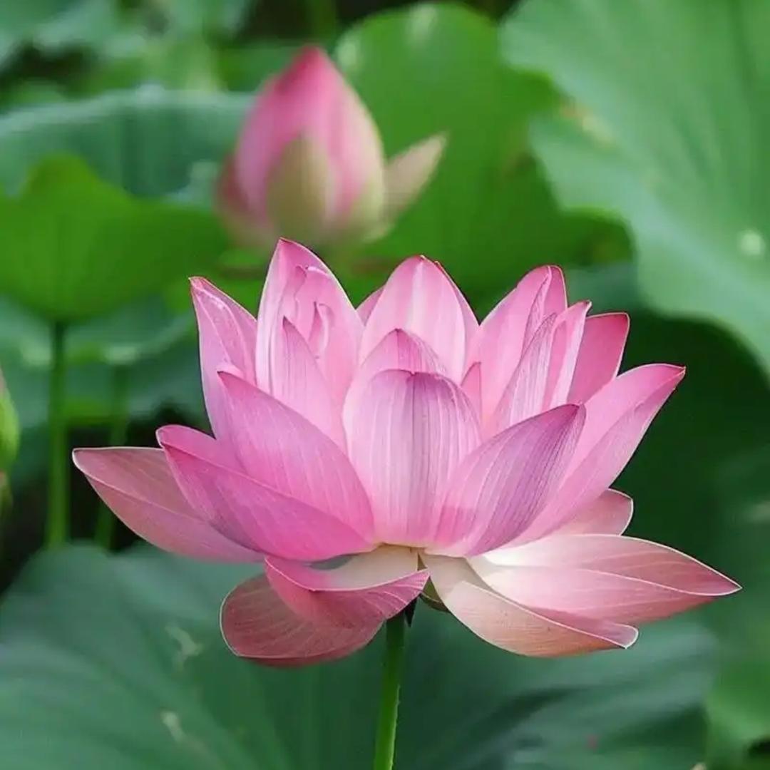 火风鼎