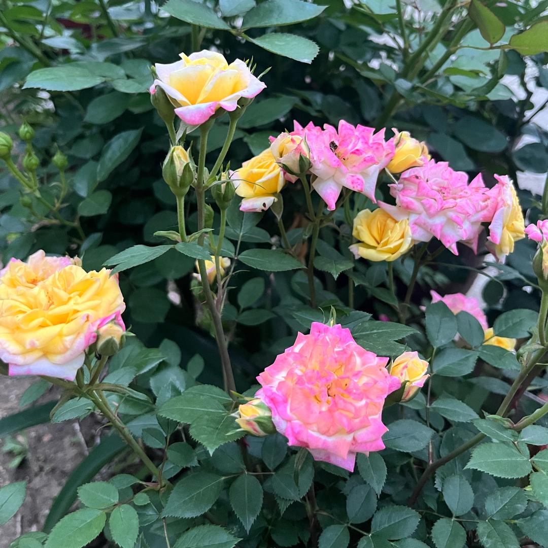 心若向往无谓悲伤