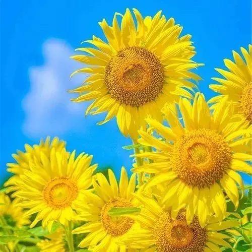 玛琳