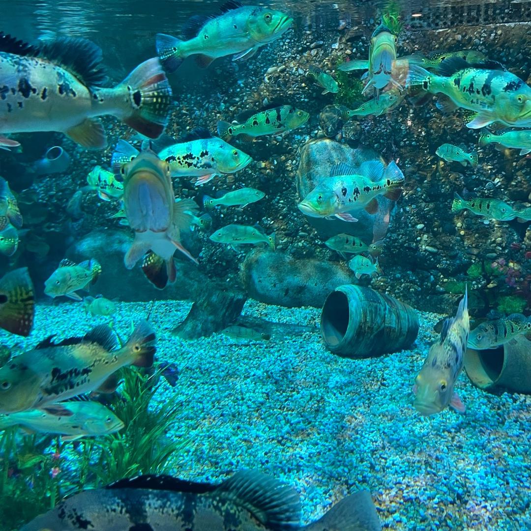 猩猩的哥哥狒狒