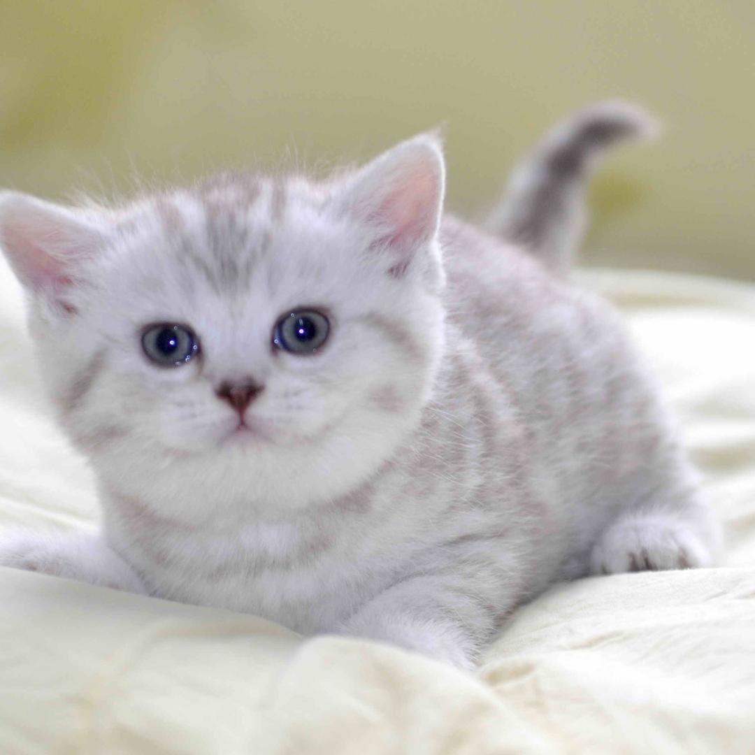 初高中数学高老师