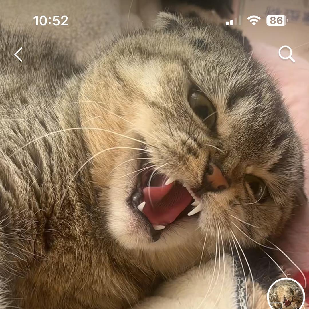 邪恶阿狸狸