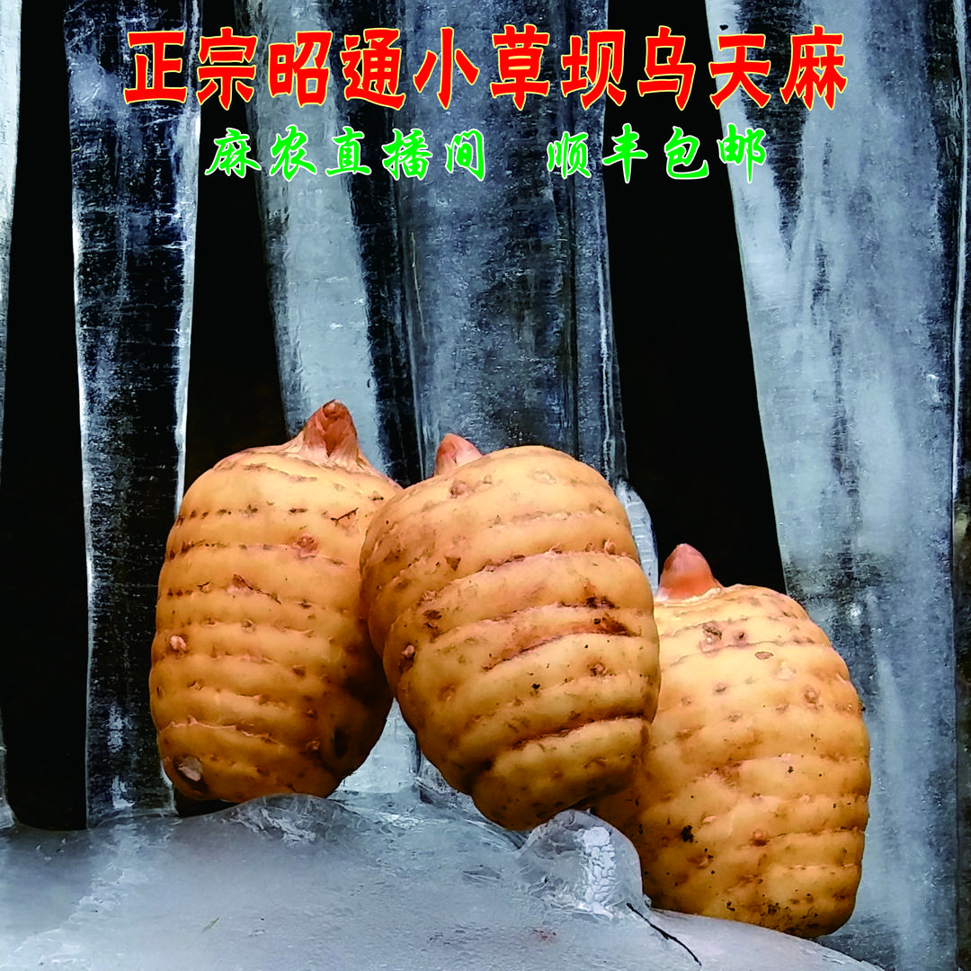 小草坝山野乌天麻