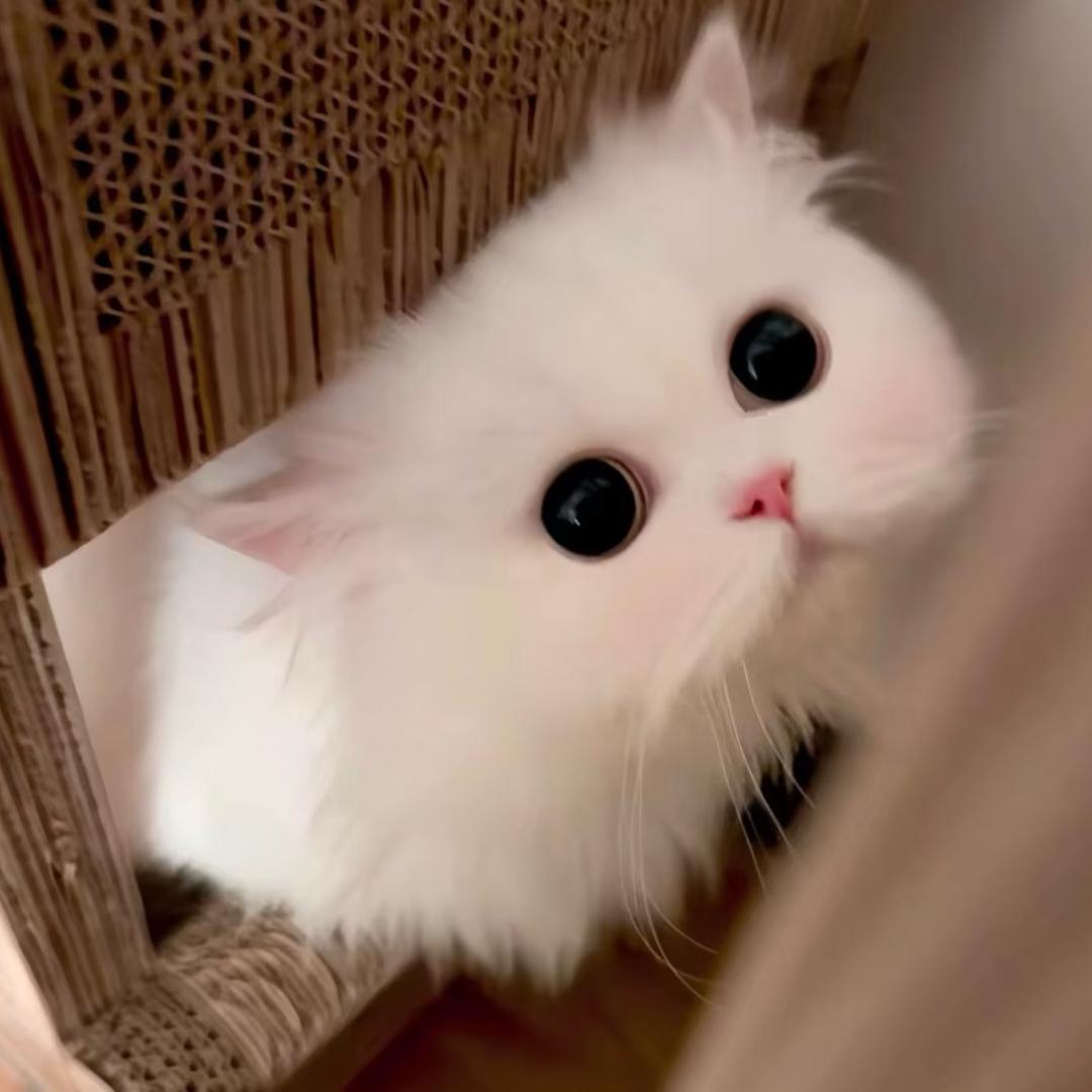 小蛋饺