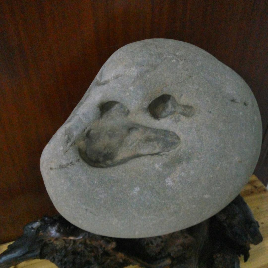 糊涂虫