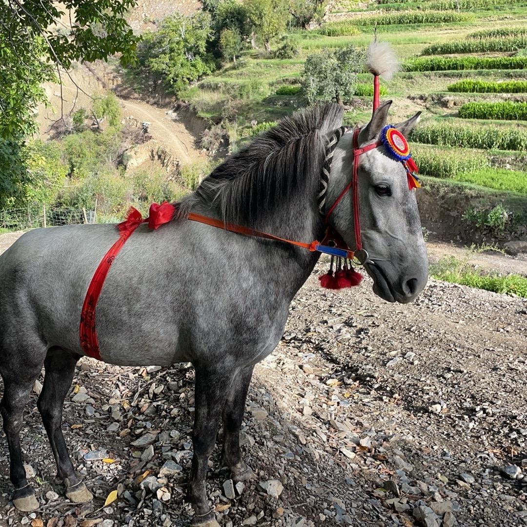 ࿐ཁྲ་གླག་སྤྱང་གསུམ༌