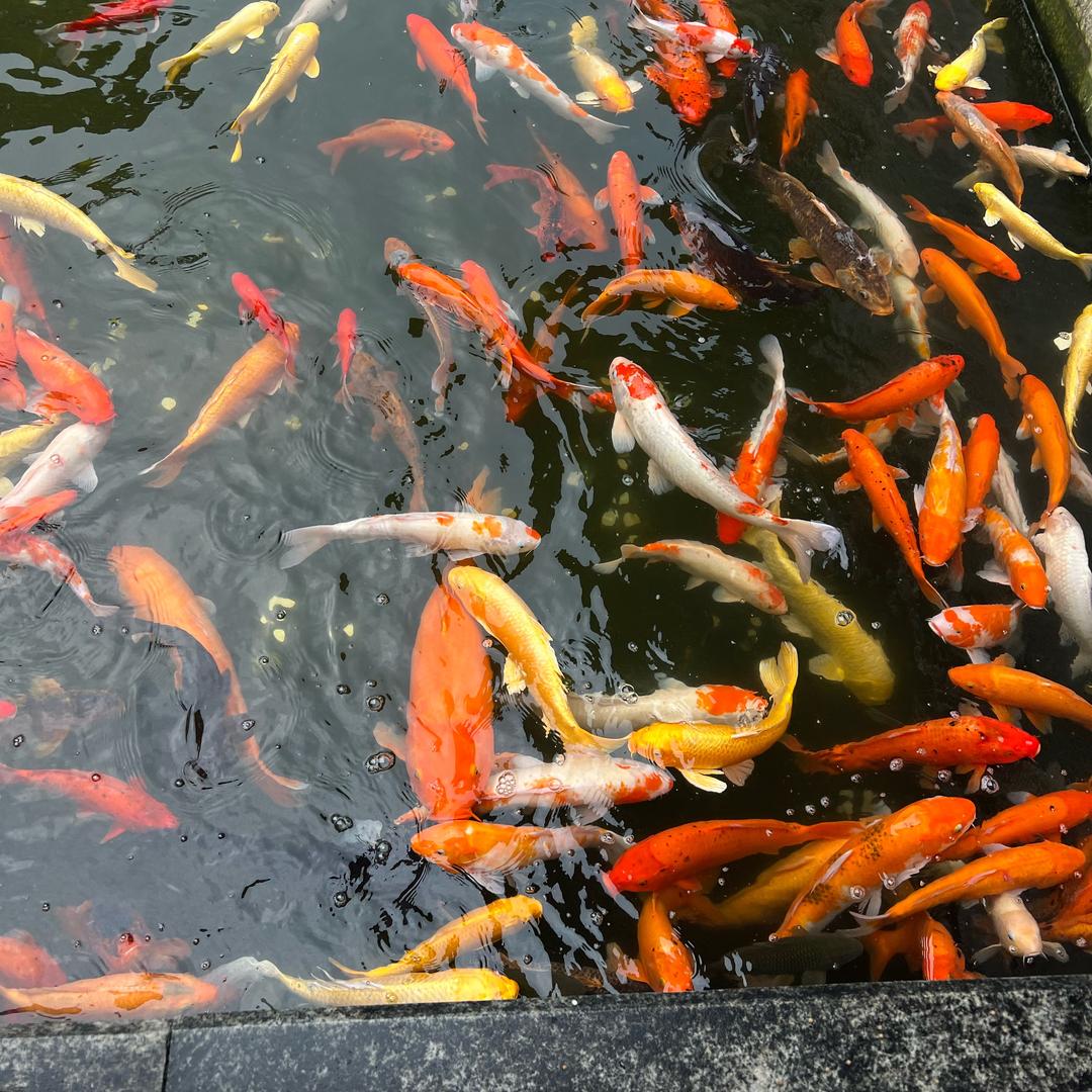 心宽自然富