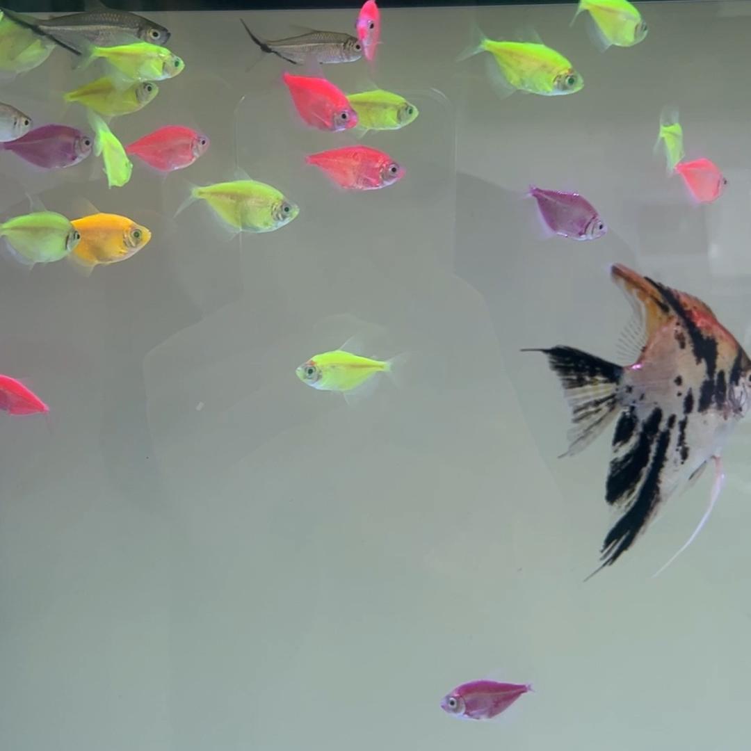 番茄眼睛bulingbuling