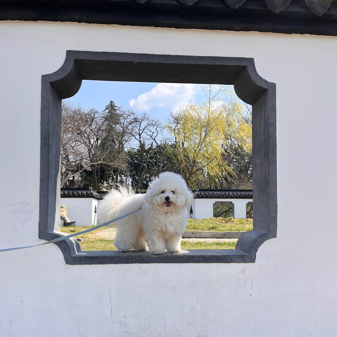 巴豆很逗🐶