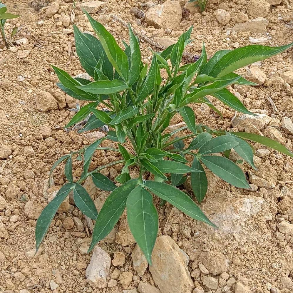 药材种植表姐