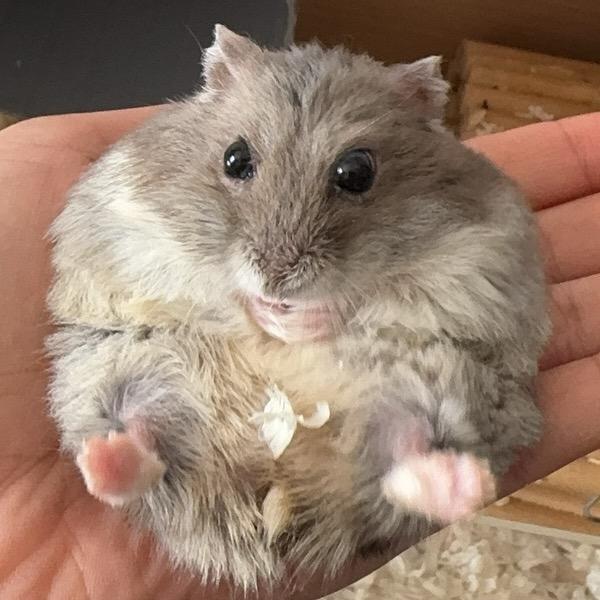 小鼠球居民🐹
