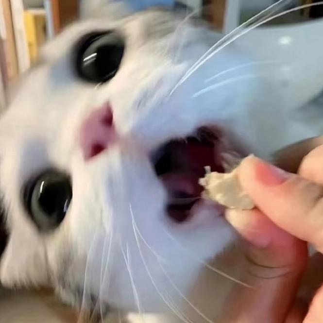 敌敌蔚