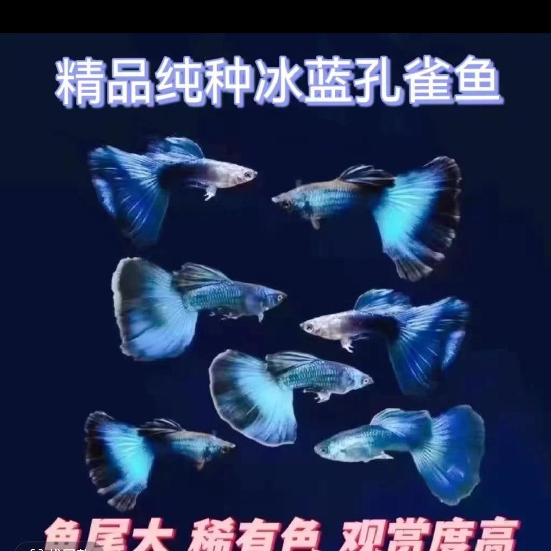 阿来家的孔雀鱼