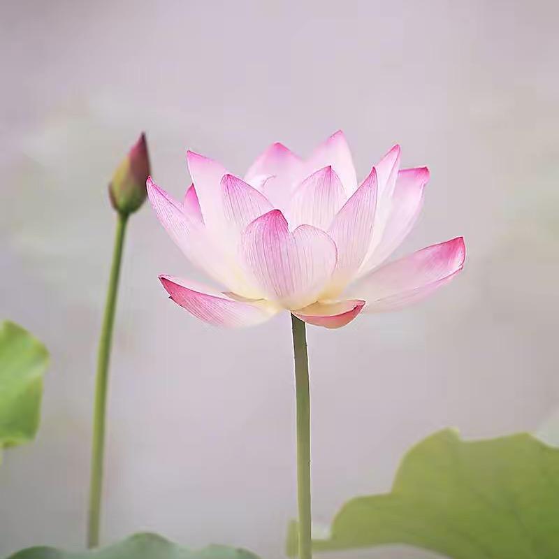 稚荷•专注抗衰•水光肌