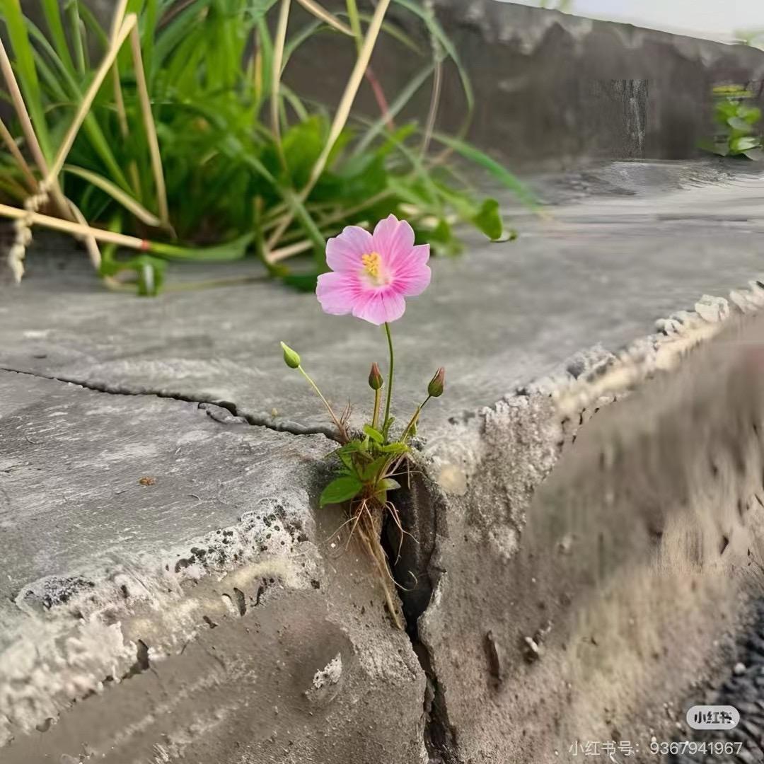 一朵努力🌸