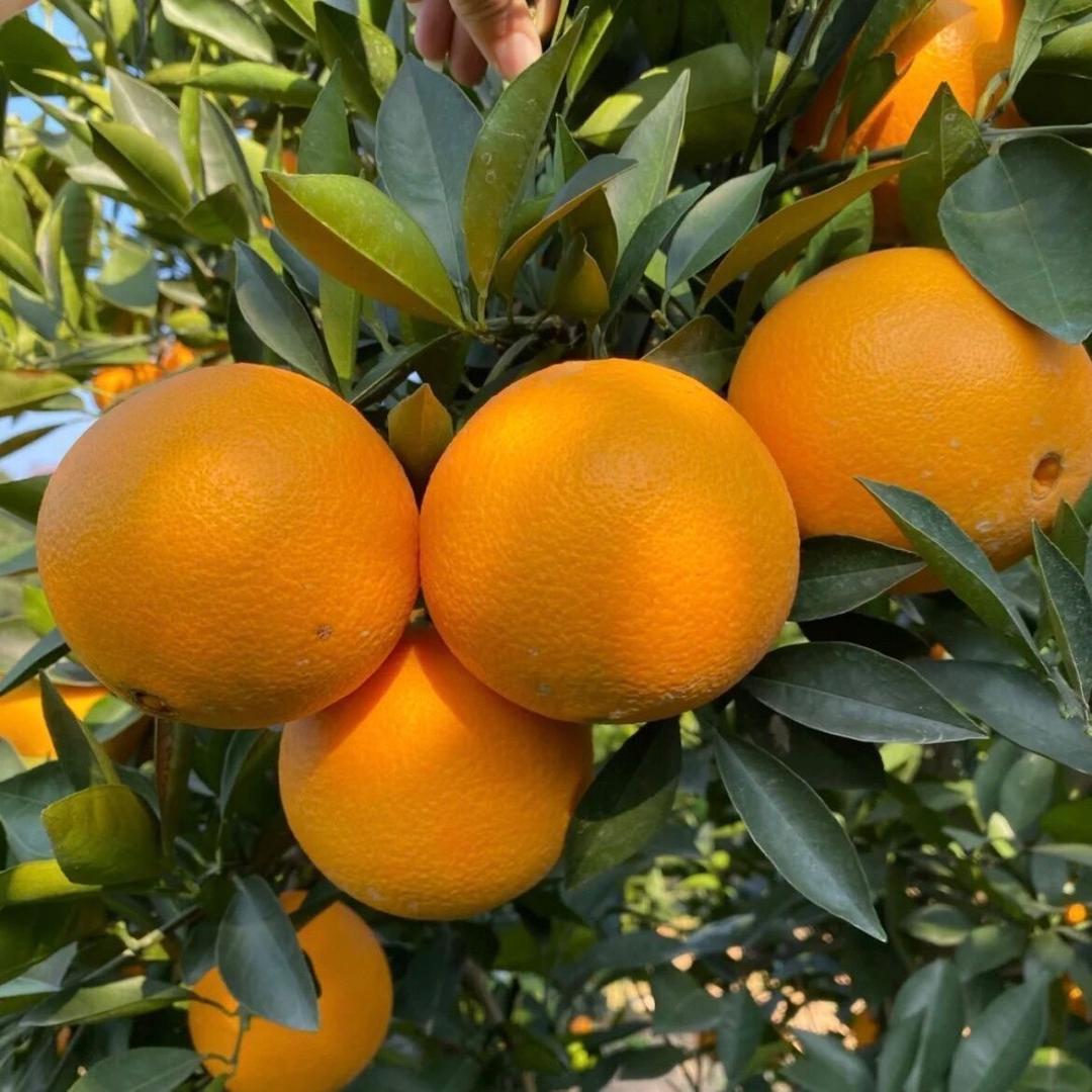 崀山脐橙小果园