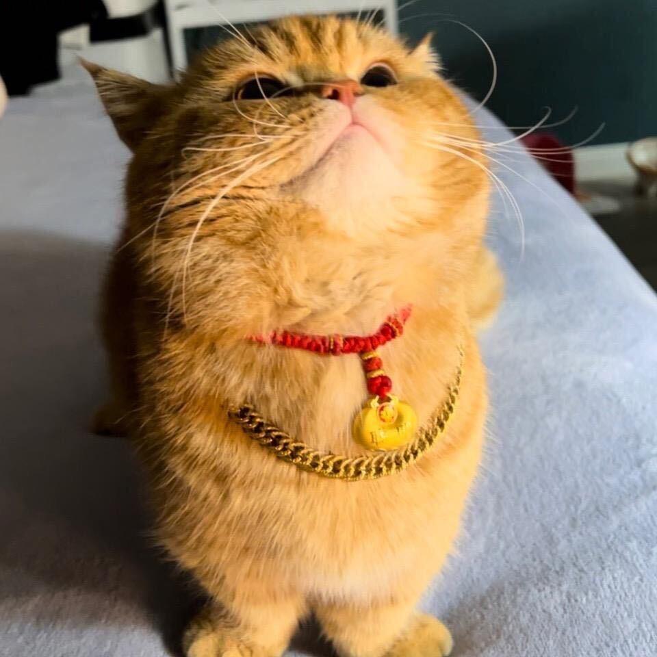 鱼游云端