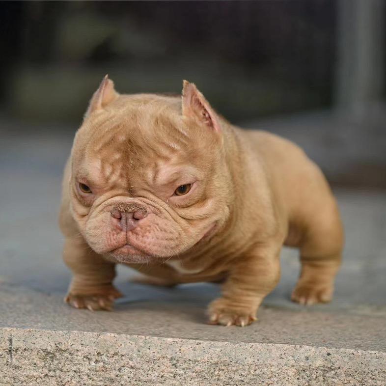 嘉兴I.B.K恶霸犬
