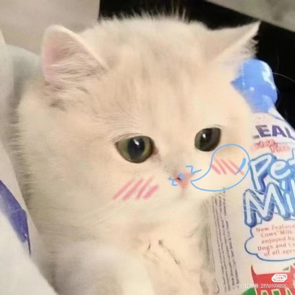 一团小猫只