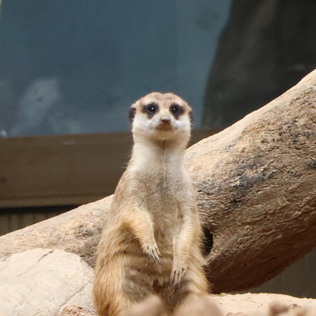 网聊养鹅被截屏