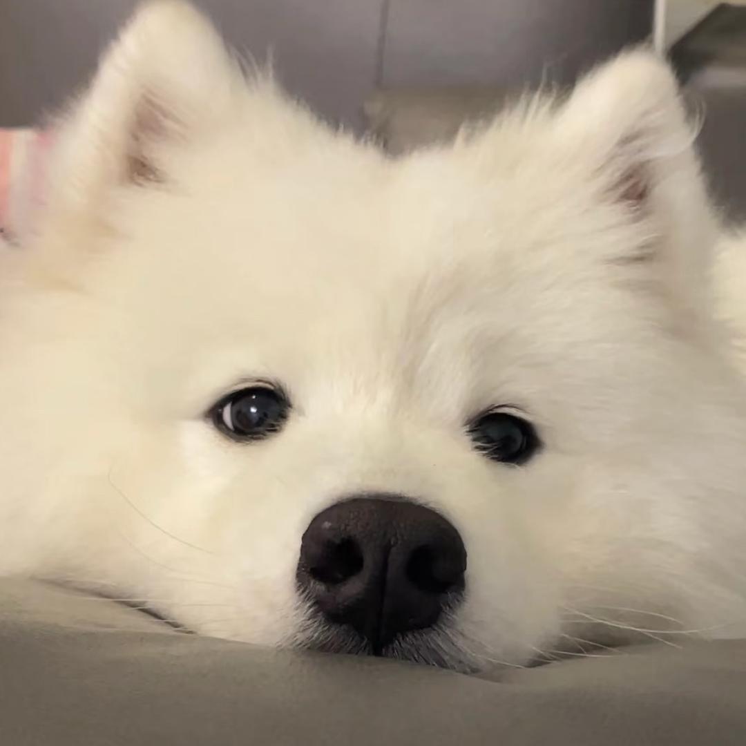 萨摩耶XiaoSa