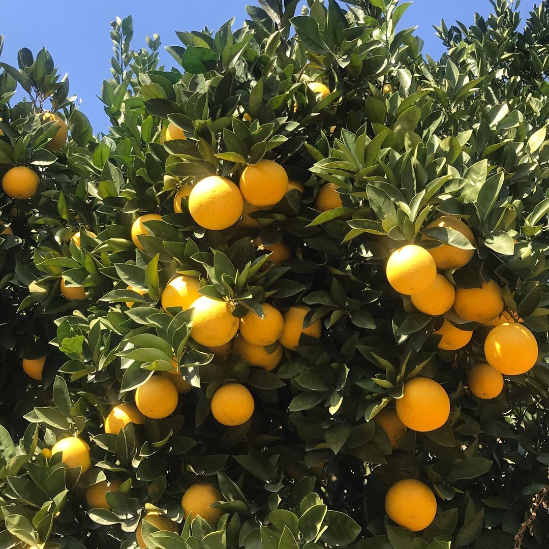 常山胡柚 利卿果业