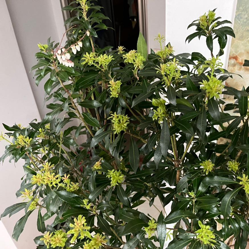 🌈🌈🌈🦁️🦁️