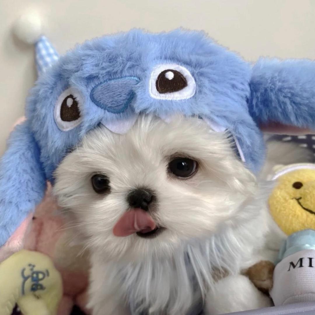 萧小五