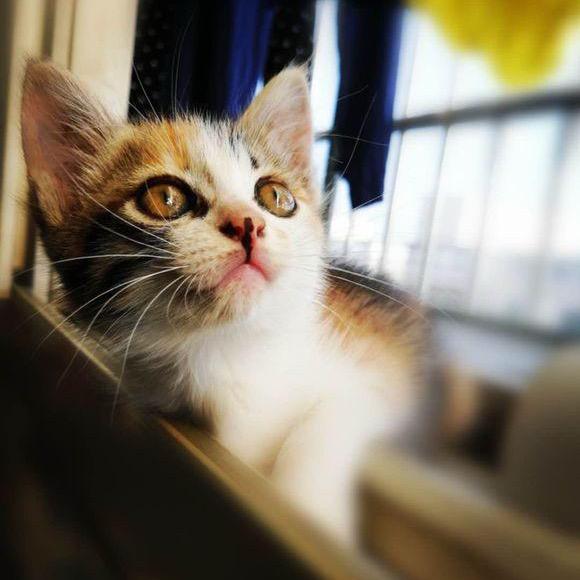 李白也爱猫