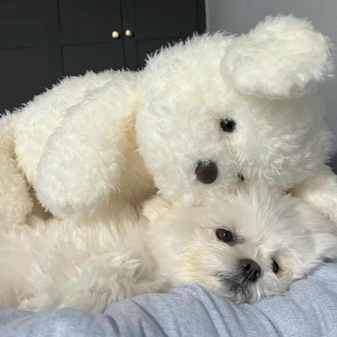 果茶头像