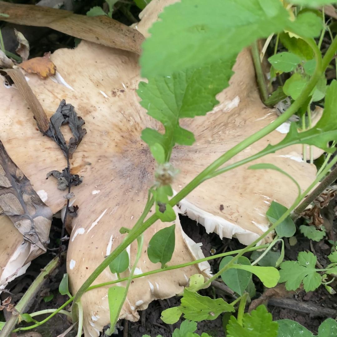 小廖户外斗鸡菇