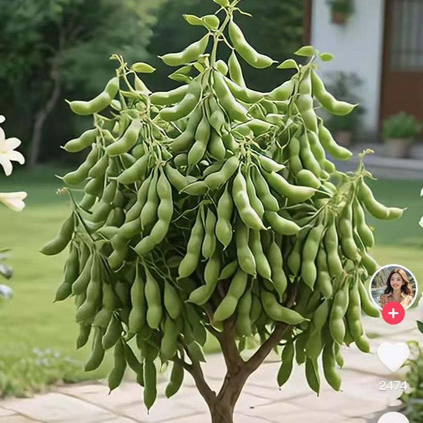 远航 三农精选