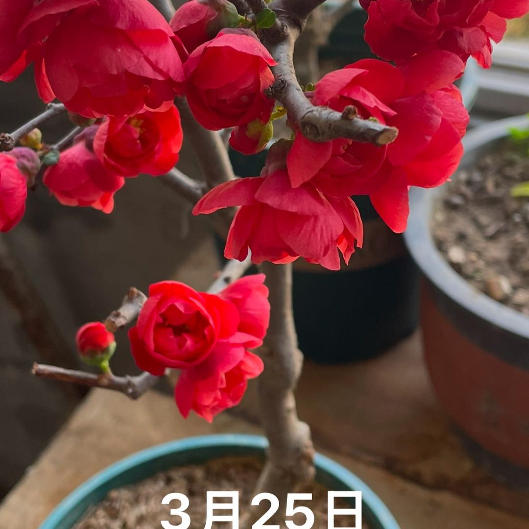 芭芭拉