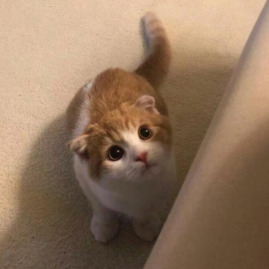 小猫心