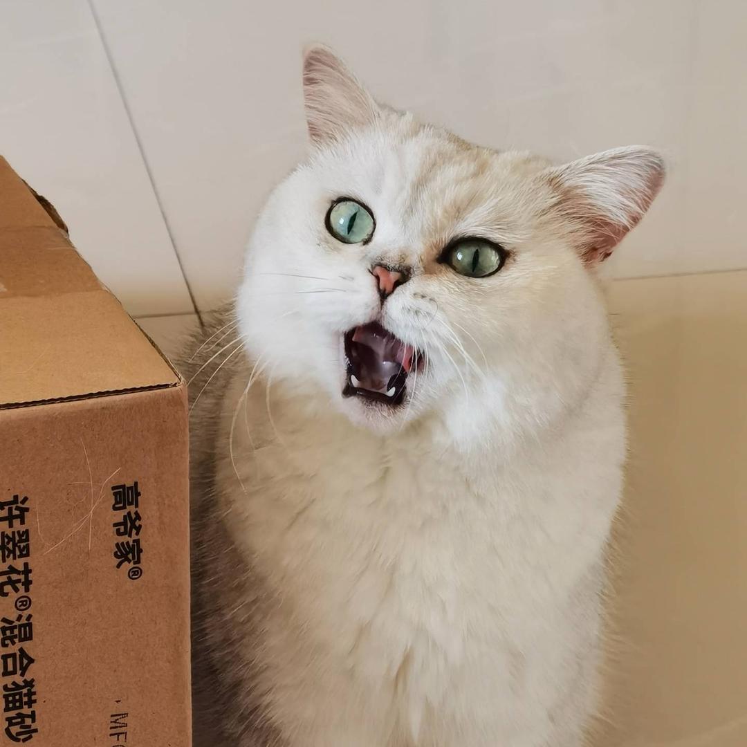 一只团团