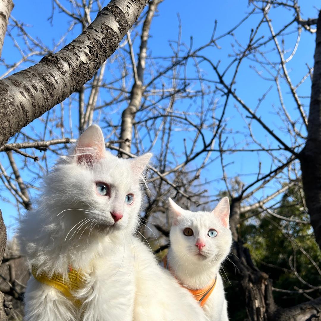 百万富翁是俩猫