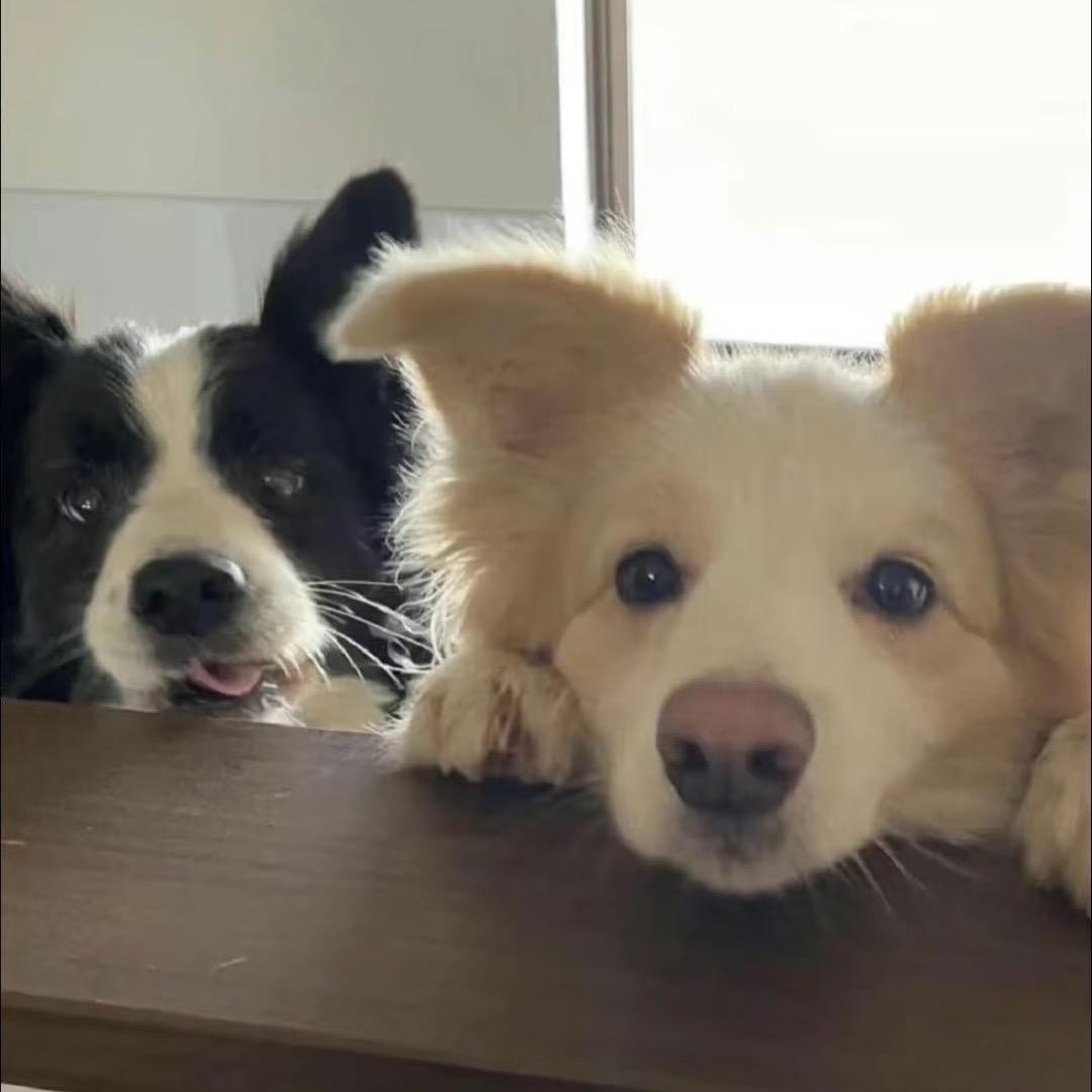 不吃米饭不可以