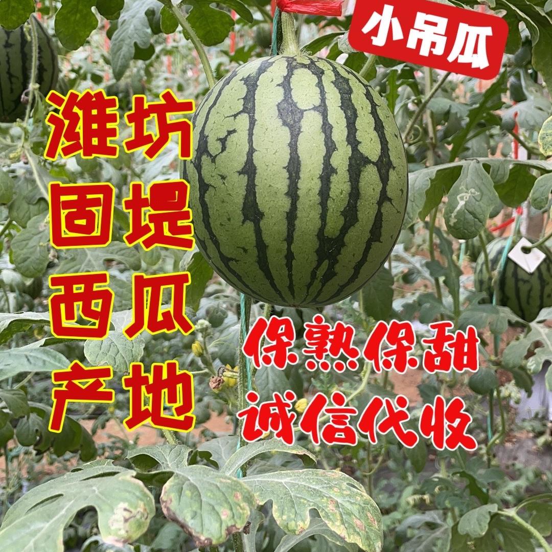 潍坊文辉瓜果代收代发