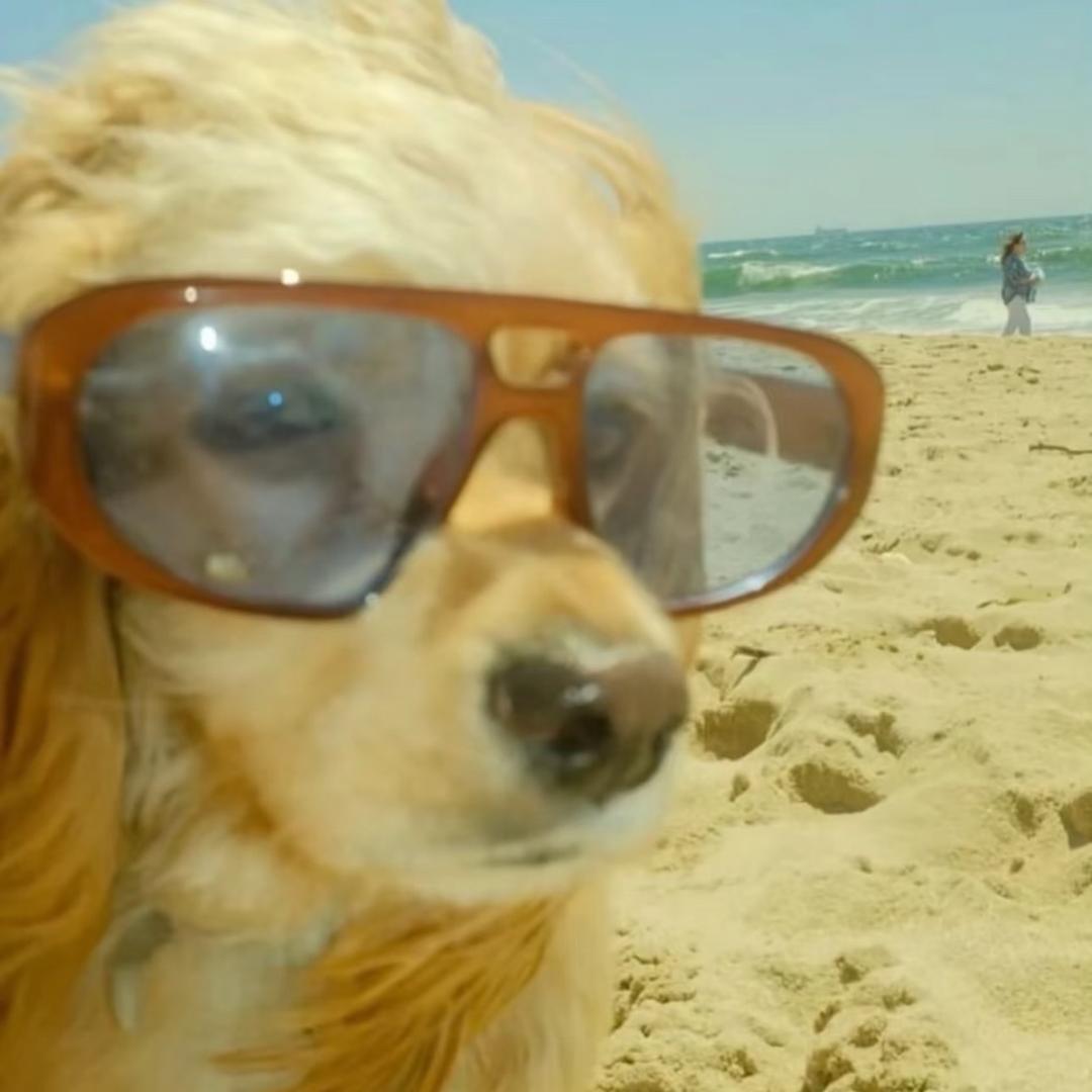 网络呆子鳄鱼酱