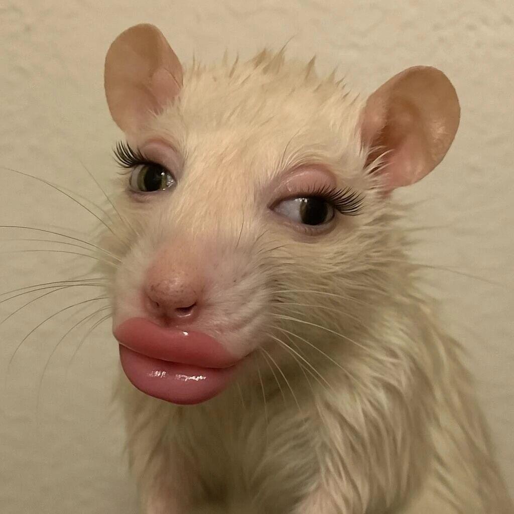 刘菲